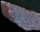 Agatized Dinosaur Bone Chunk (Polished) #6428-1